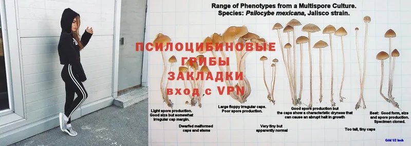 hydra tor  где найти   Черногорск  Псилоцибиновые грибы ЛСД 